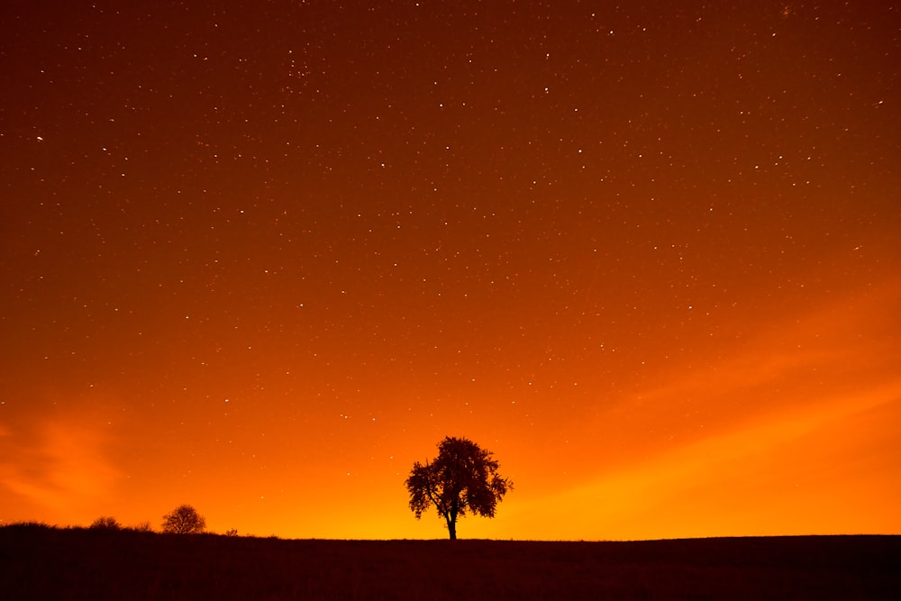 a sunset with trees