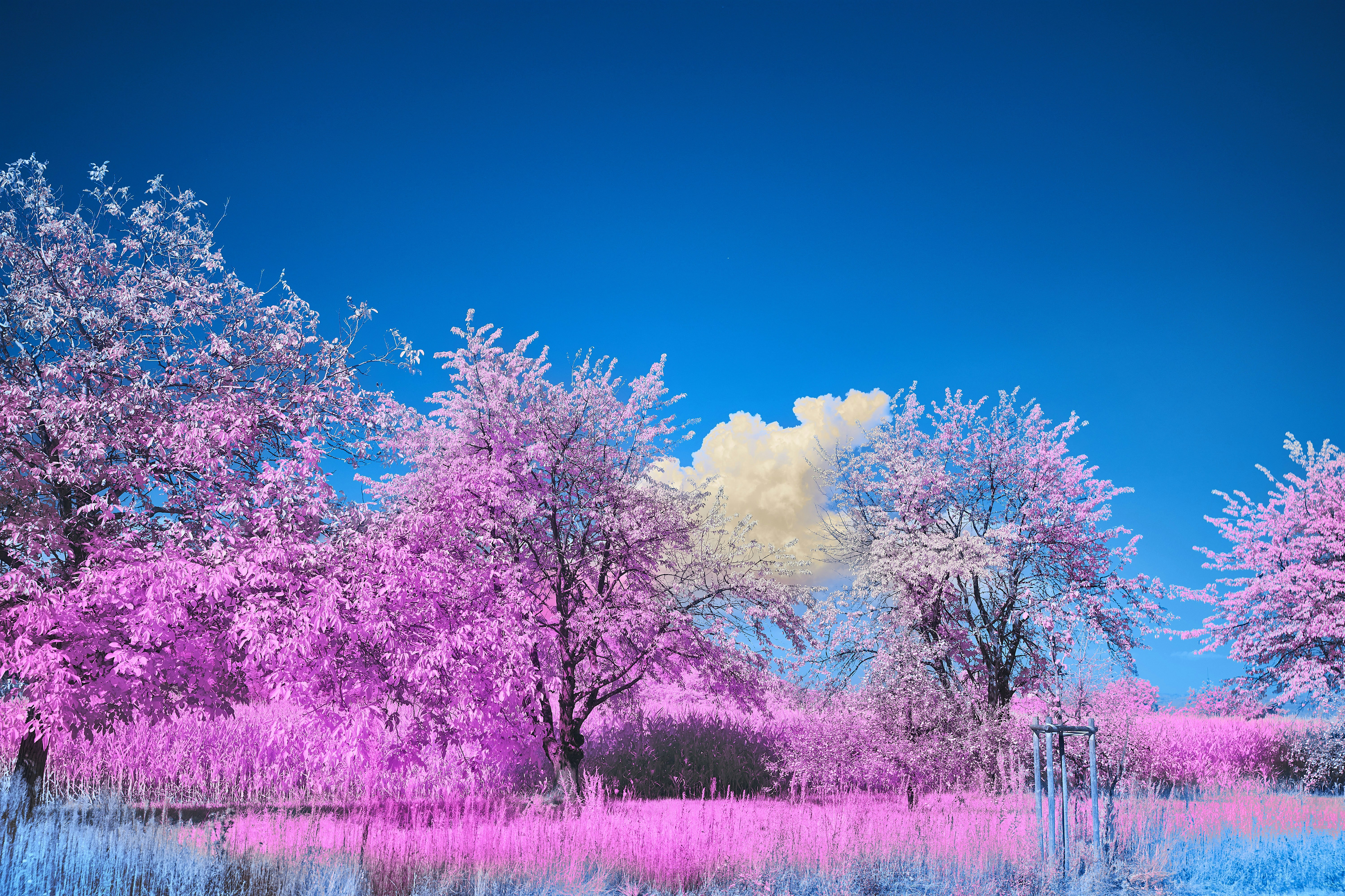 Photo by wolfgang_hasselmann