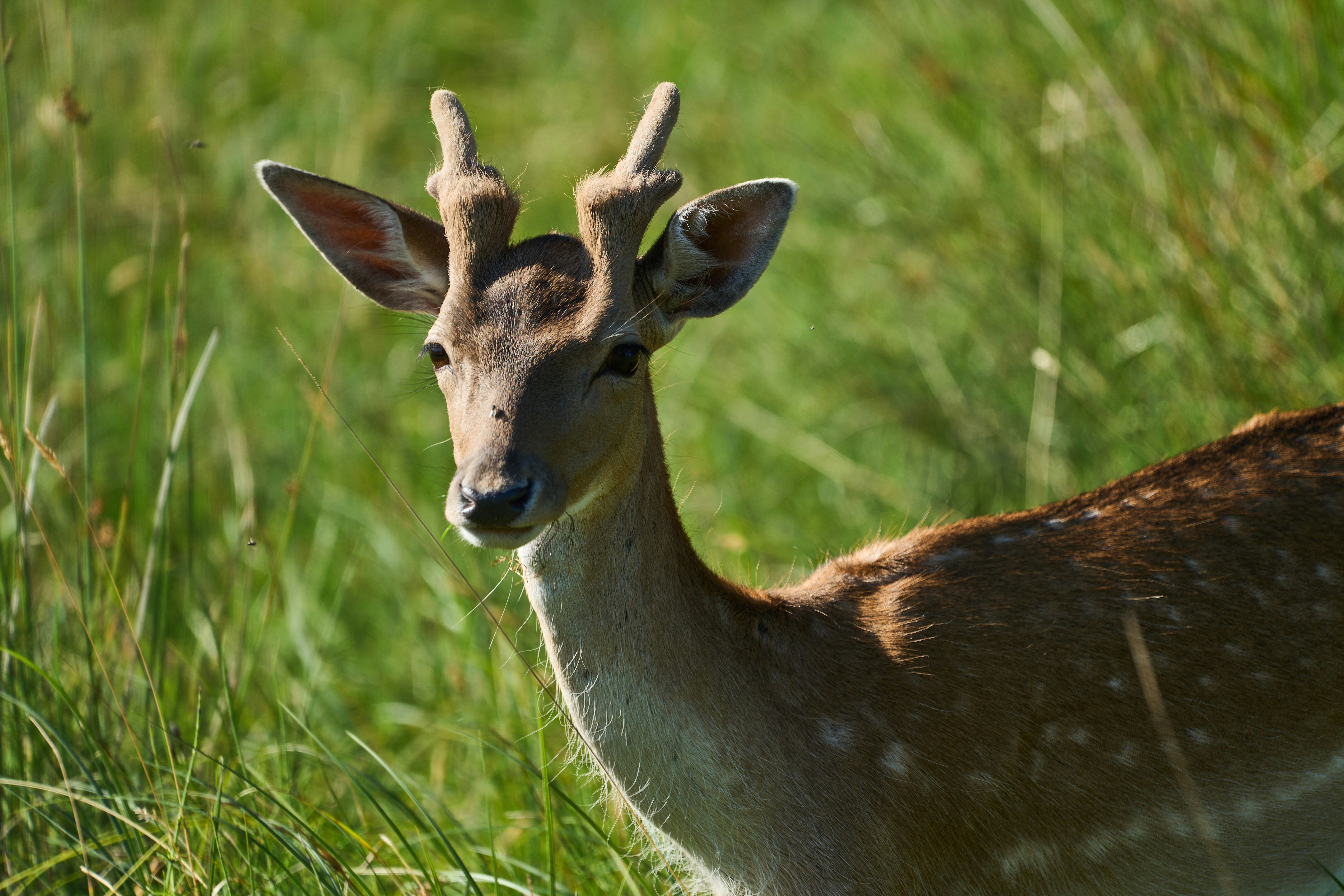 Photo by wolfgang_hasselmann