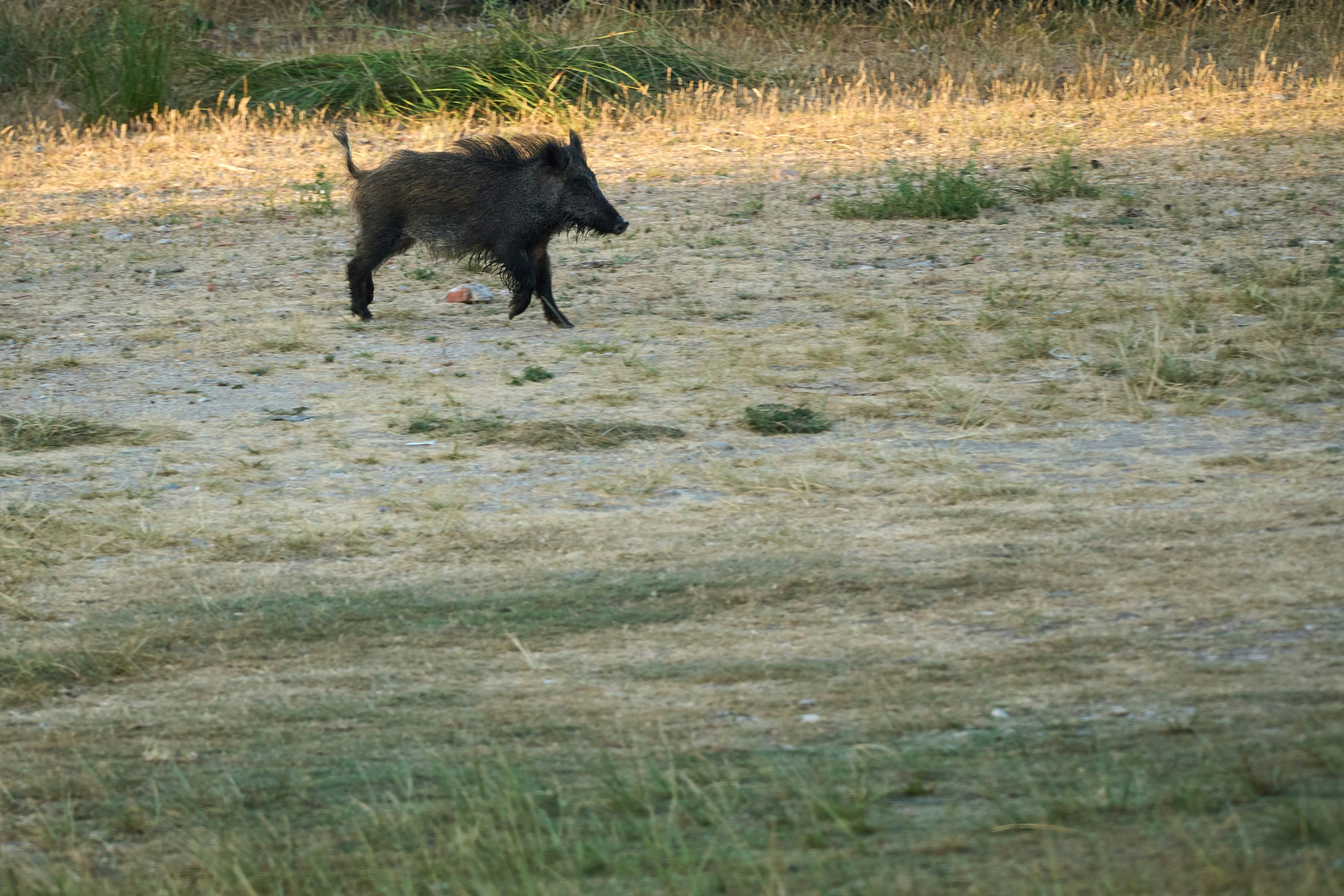 Photo by wolfgang_hasselmann