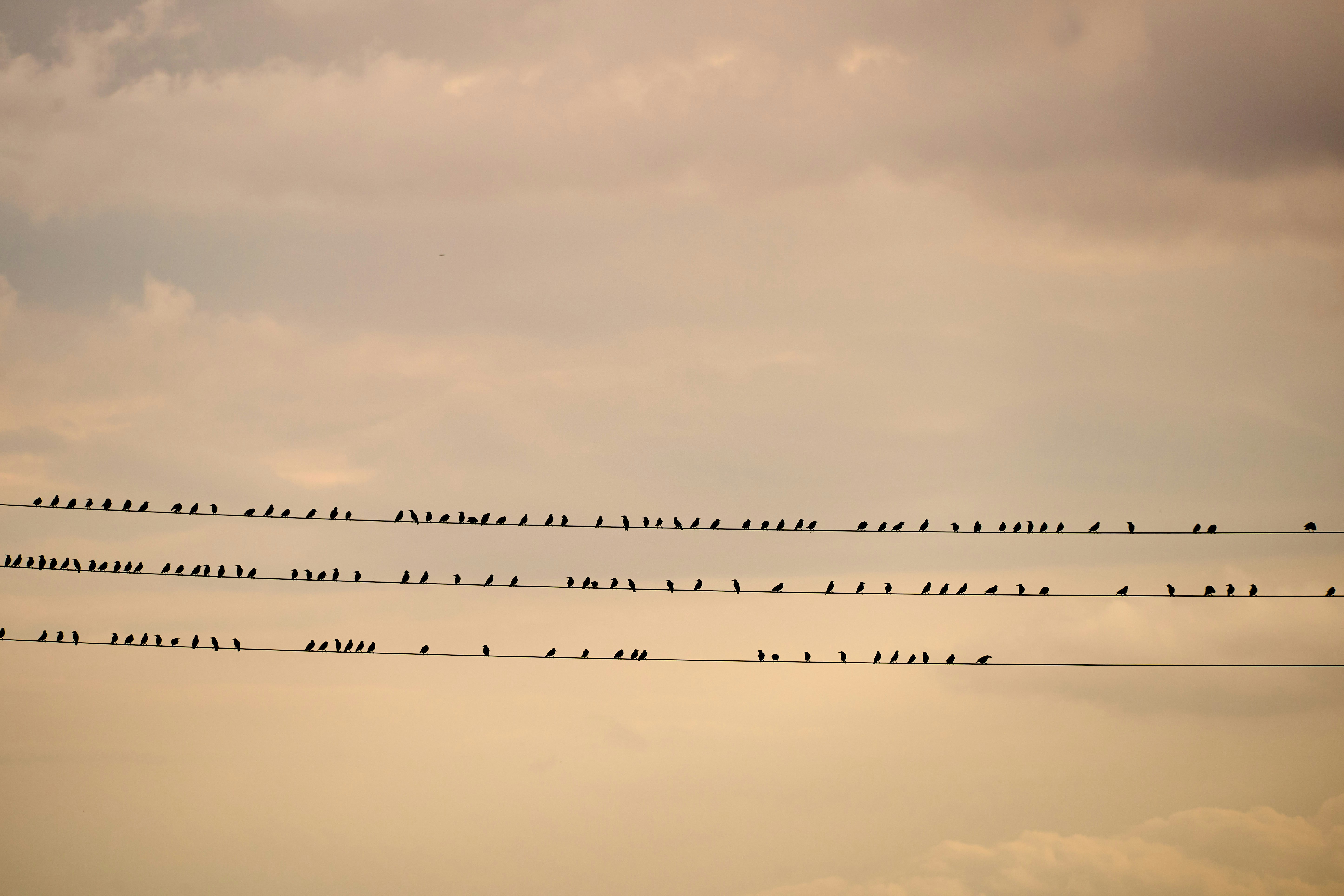 a flock of birds flying in the sky
