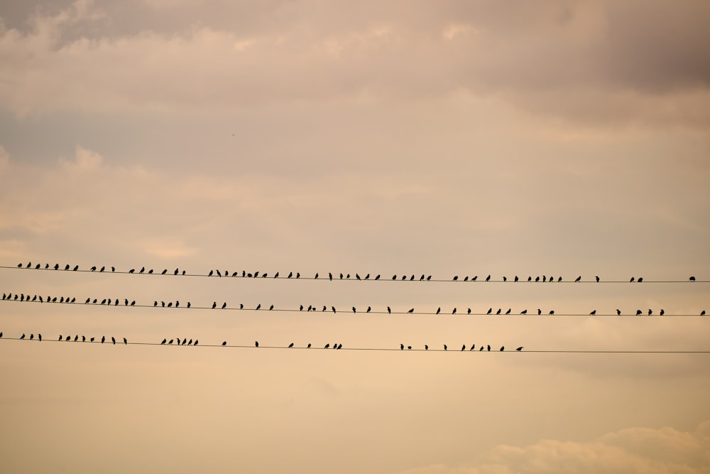 a flock of birds flying in the sky