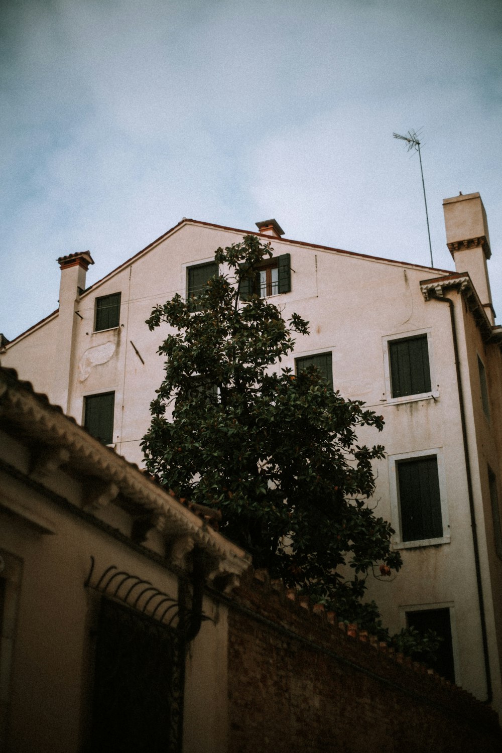 a tree growing out of a building