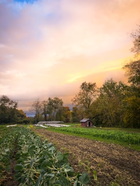 A serene farm landscape showcasing organic vegetables.