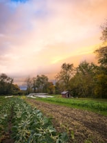 A serene agricultural landscape with rows of leafy green plants in the foreground, a small wooden shed nestled among trees, and a vibrant sunset casting warm hues across the sky.