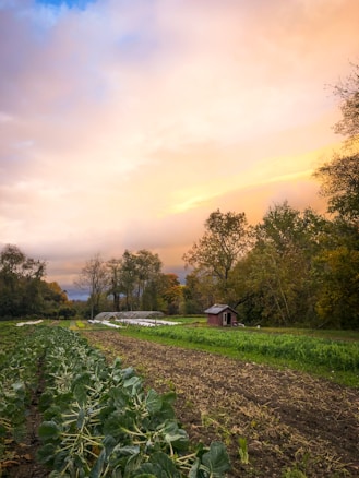 A serene agricultural landscape with rows of leafy green plants in the foreground, a small wooden shed nestled among trees, and a vibrant sunset casting warm hues across the sky.