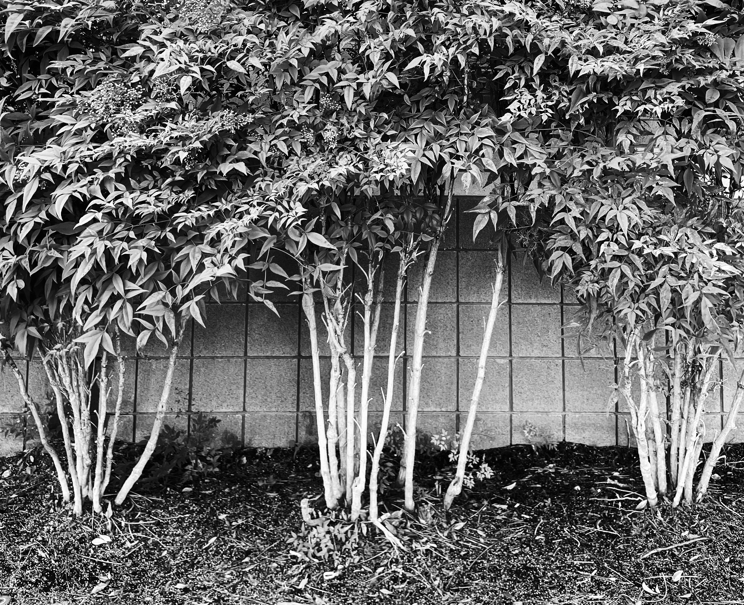 Soundproof Your Outdoor Space: How Bushy Plants Can Absorb Outdoor Noise