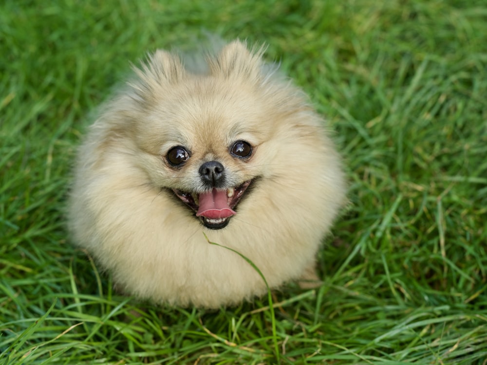 a dog lying in the grass