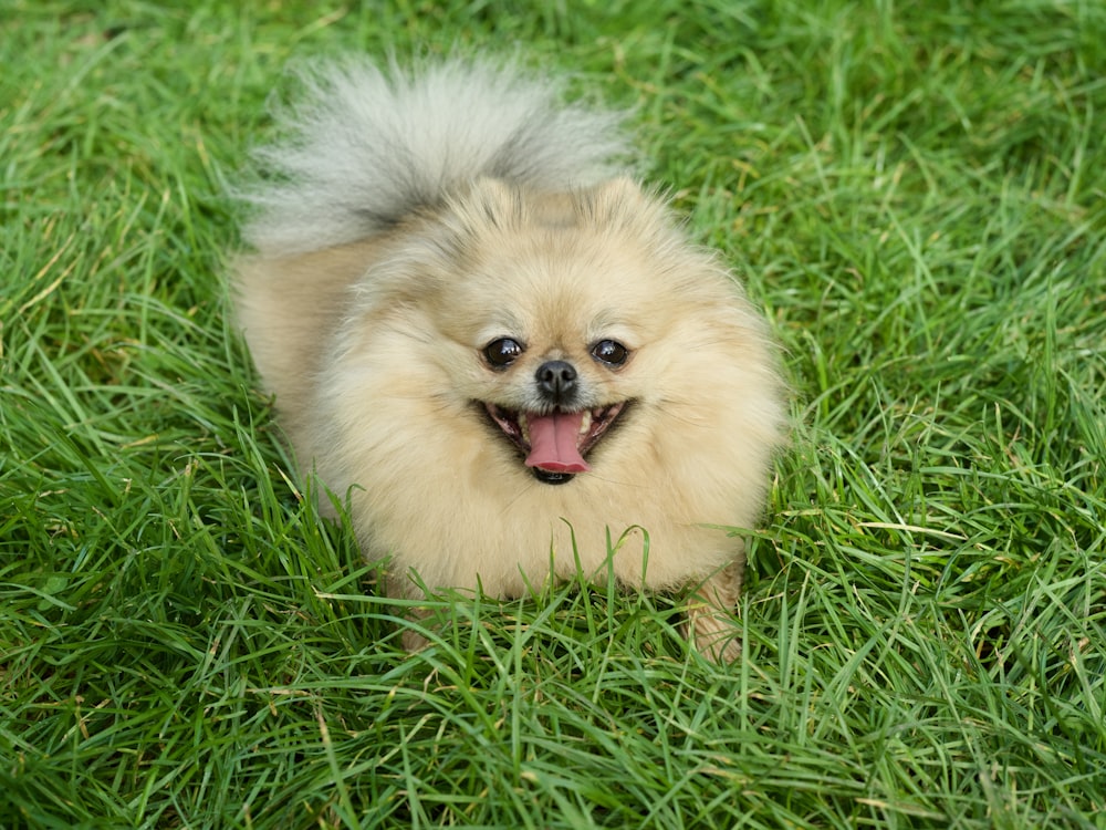 a dog with its mouth open in the grass