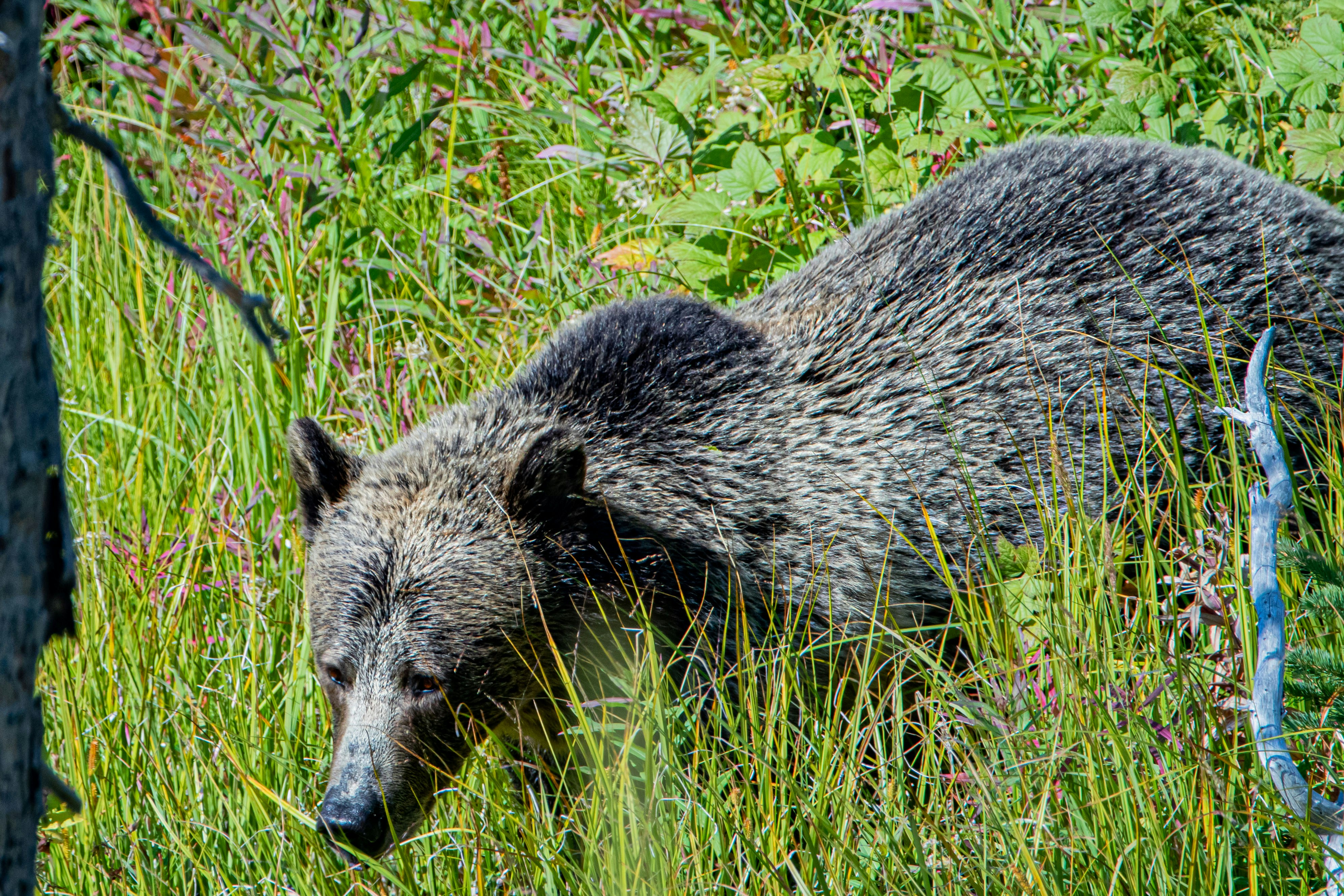 Hunting Alberta's Famous Big 10: Grizzly Bears