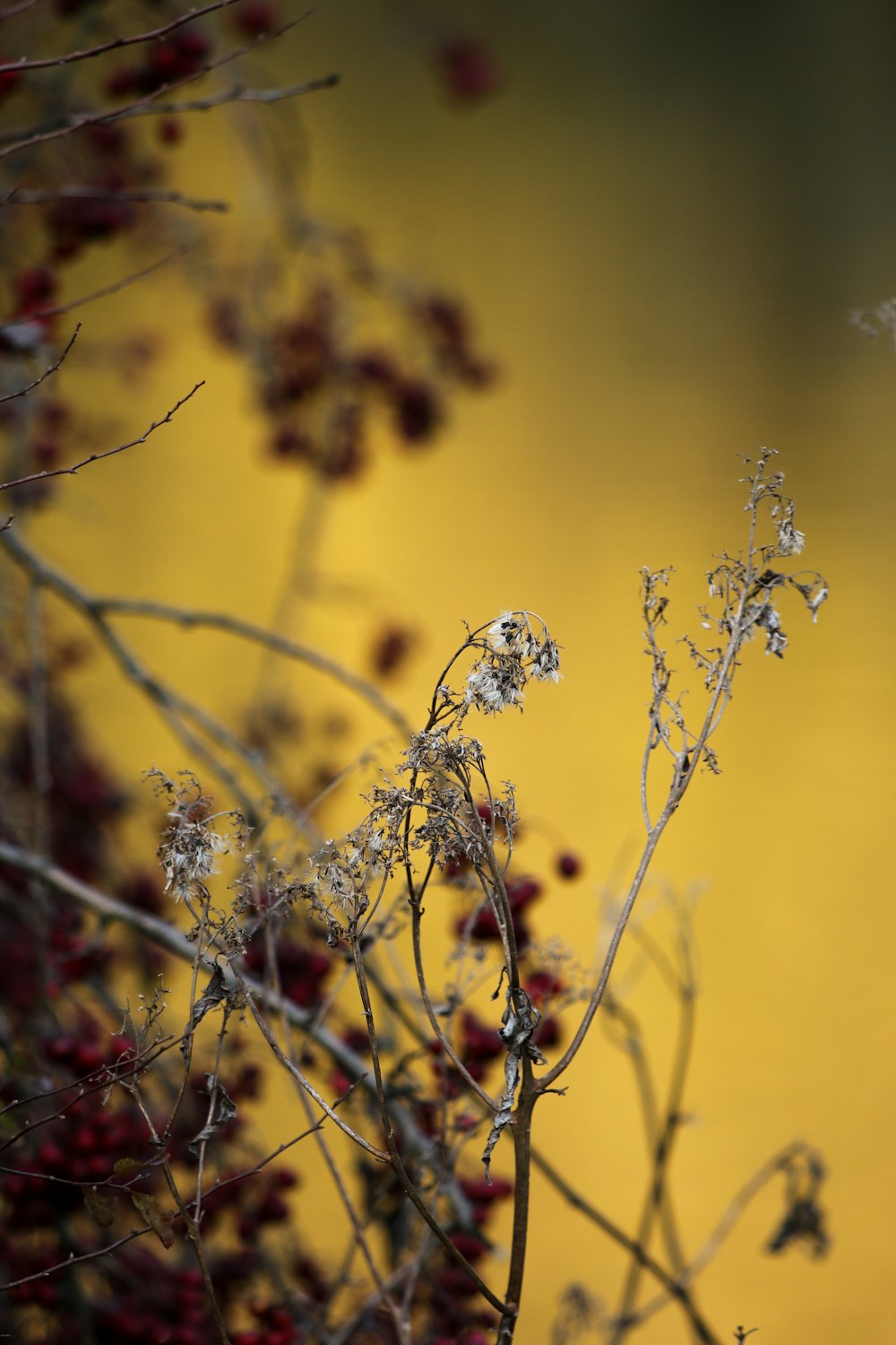 close up of a plant