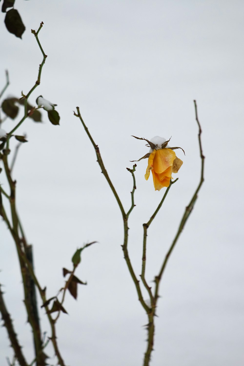 a yellow leaf on a tree