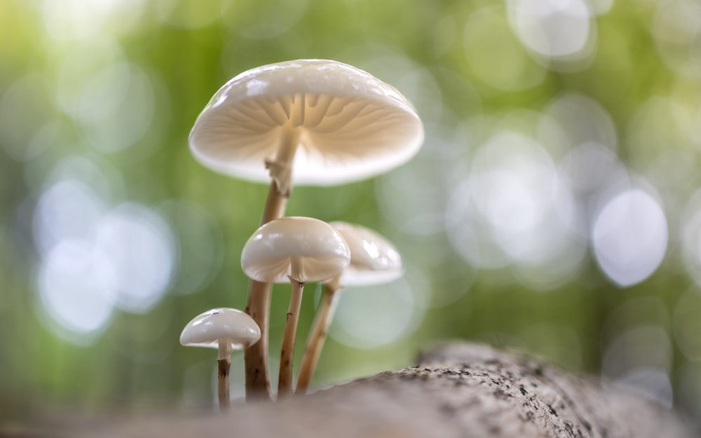 a group of mushrooms