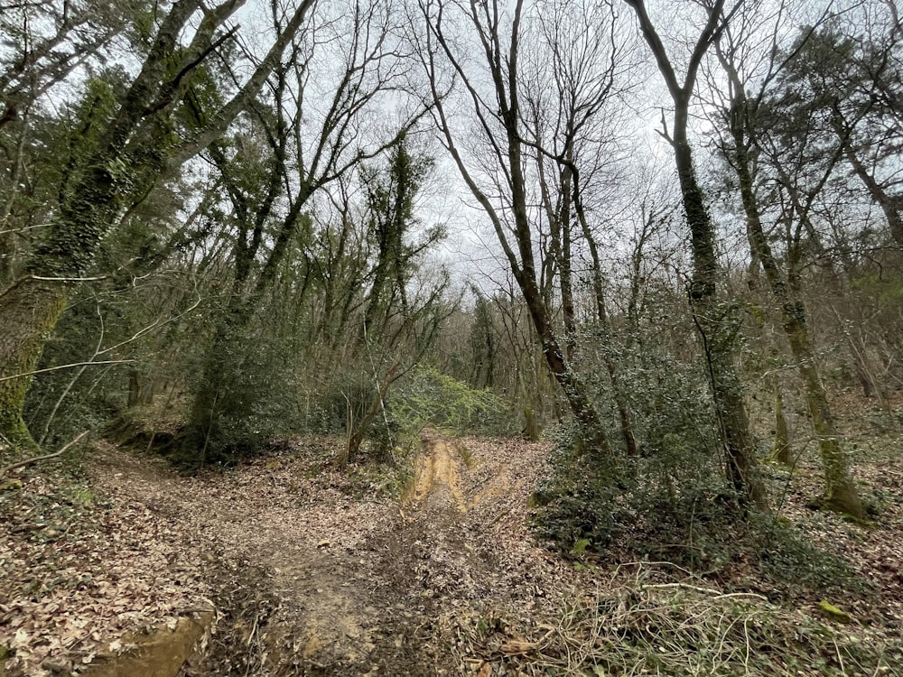 a dirt path through a forest