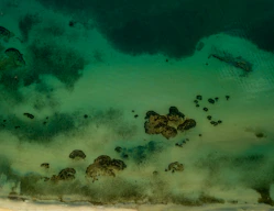 a group of fish swimming in the water