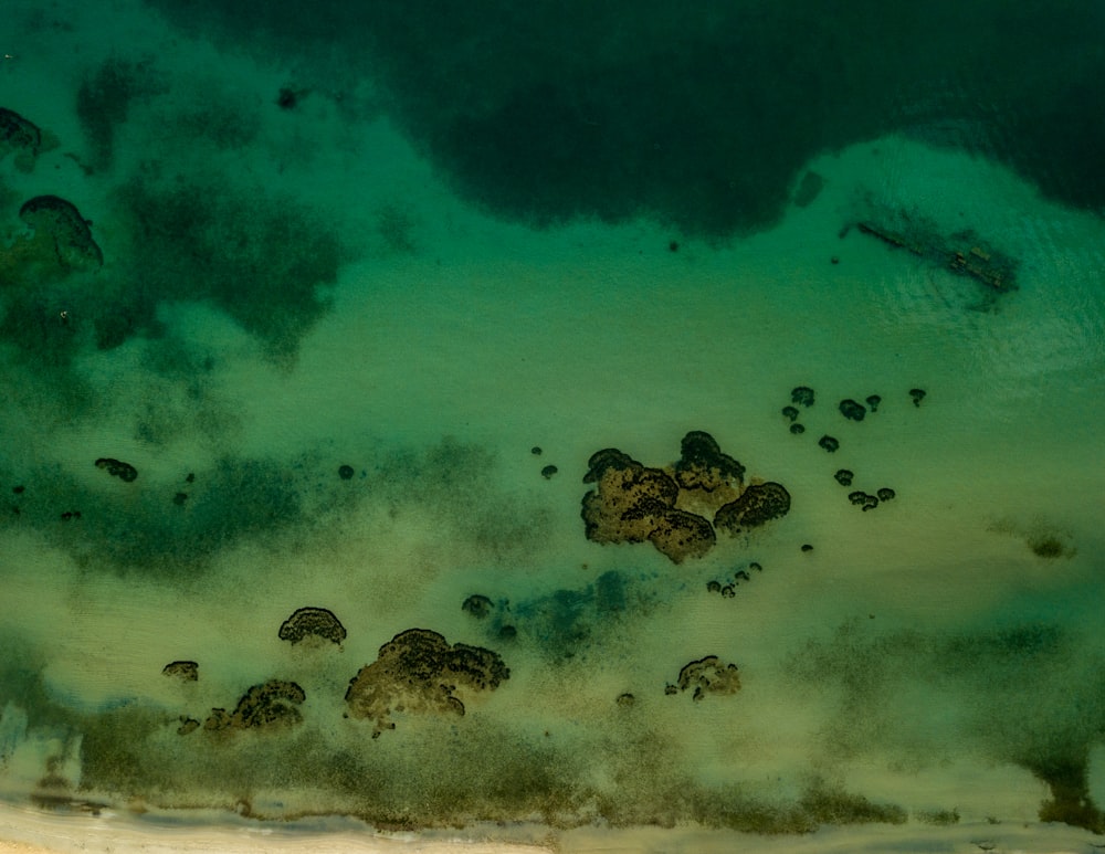 a group of fish swimming in the water