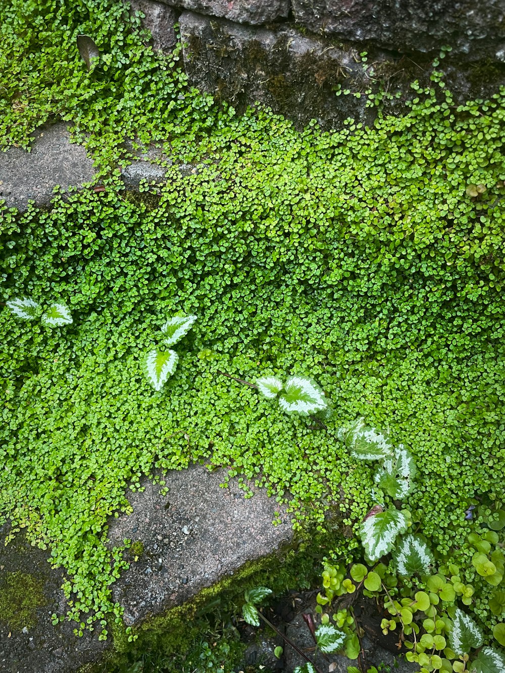 a close-up of some moss