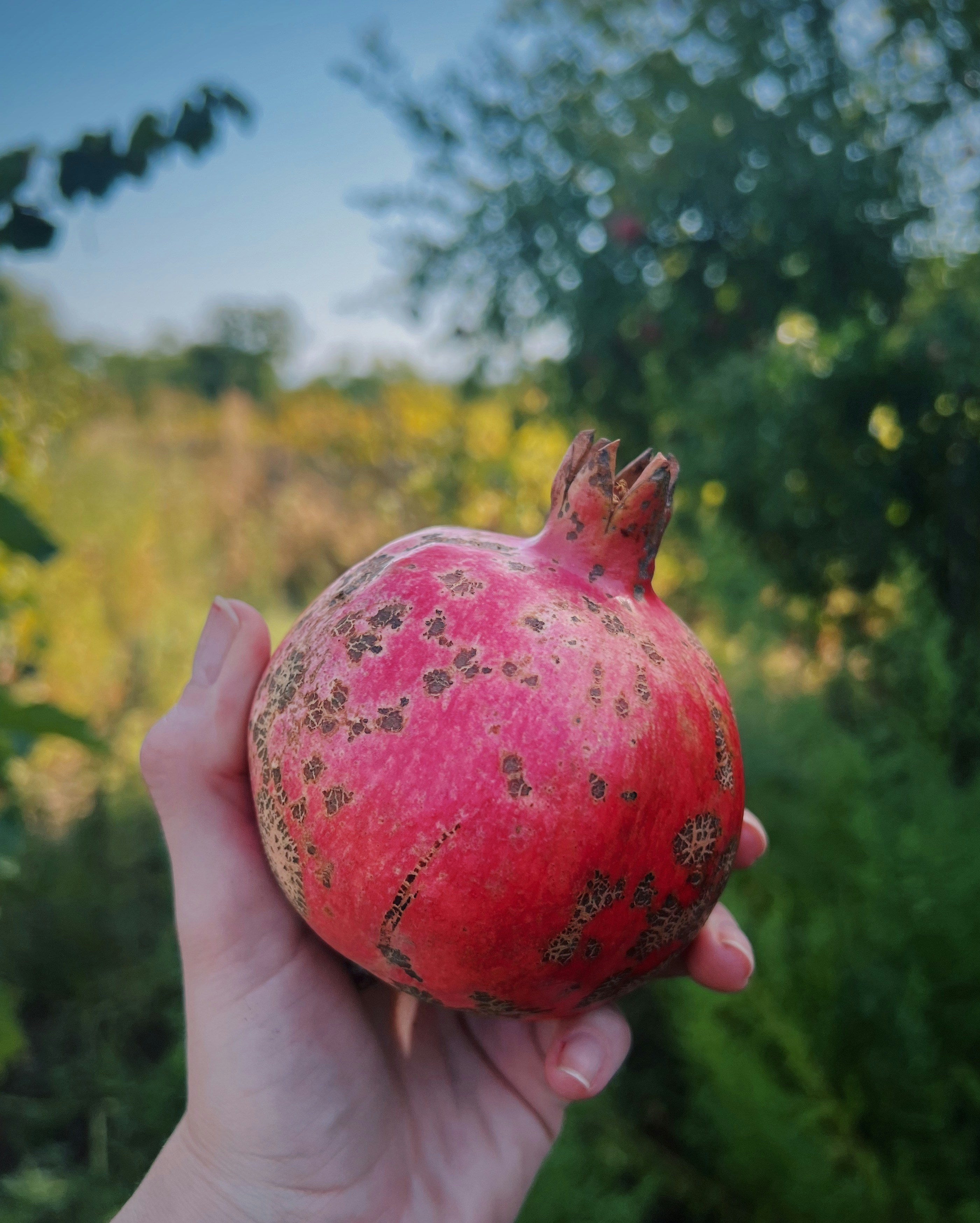 a hand holding a red apple