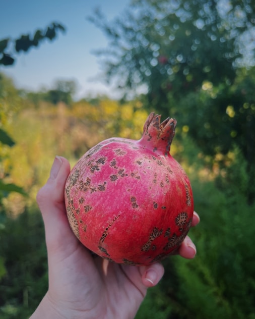 a hand holding a red apple