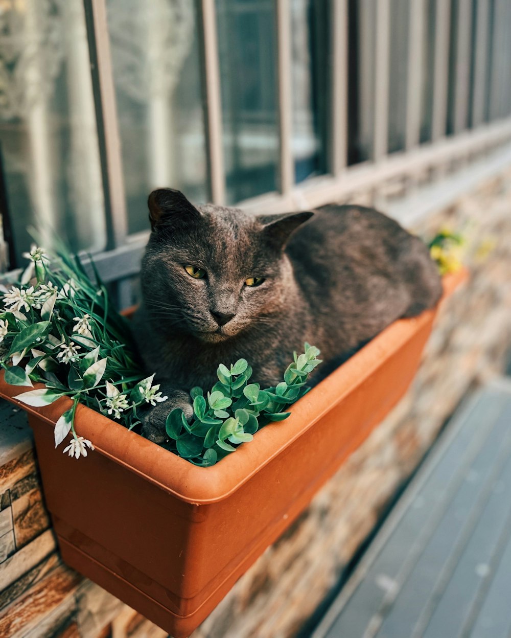 a cat sitting in a planter