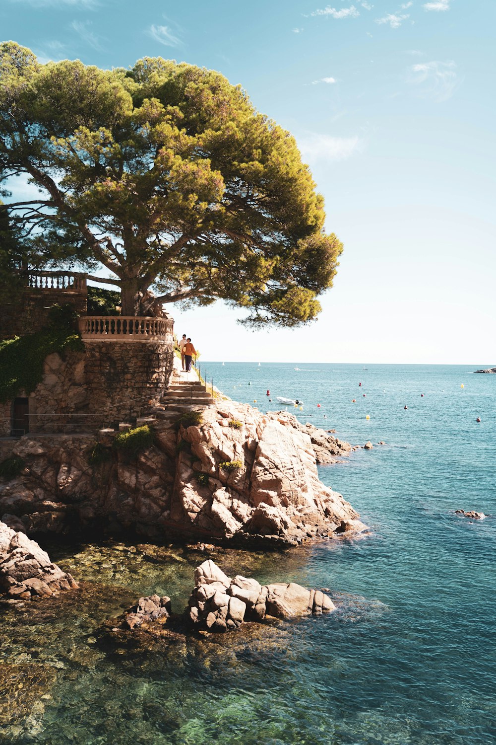 a tree on a cliff above water