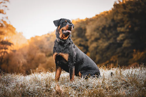 Sonbahar ışığında çayırda oturan siyah-kahverengi Rottweiler