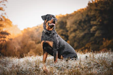 cuccia coibentata per Rottweiler e Maremmano.