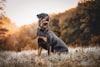 Rocky - Rottweiler en Armenia