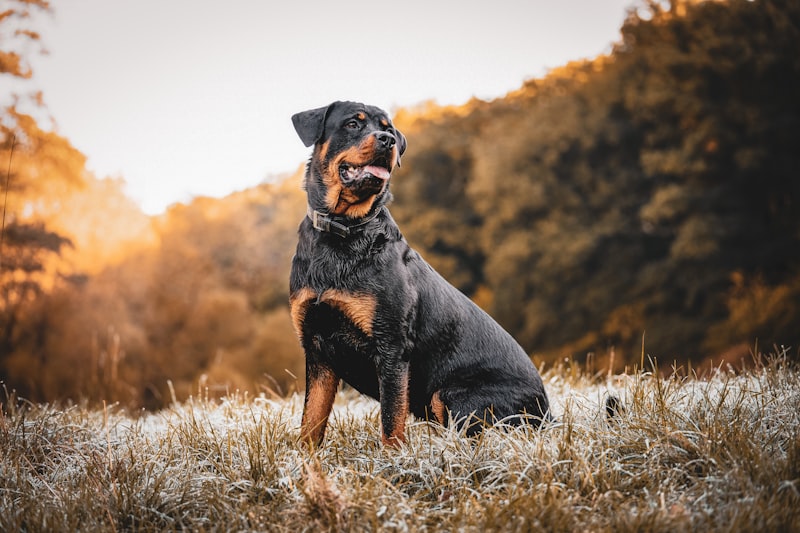 Rottweiler en campo - alimentación premium House Barf Quindío