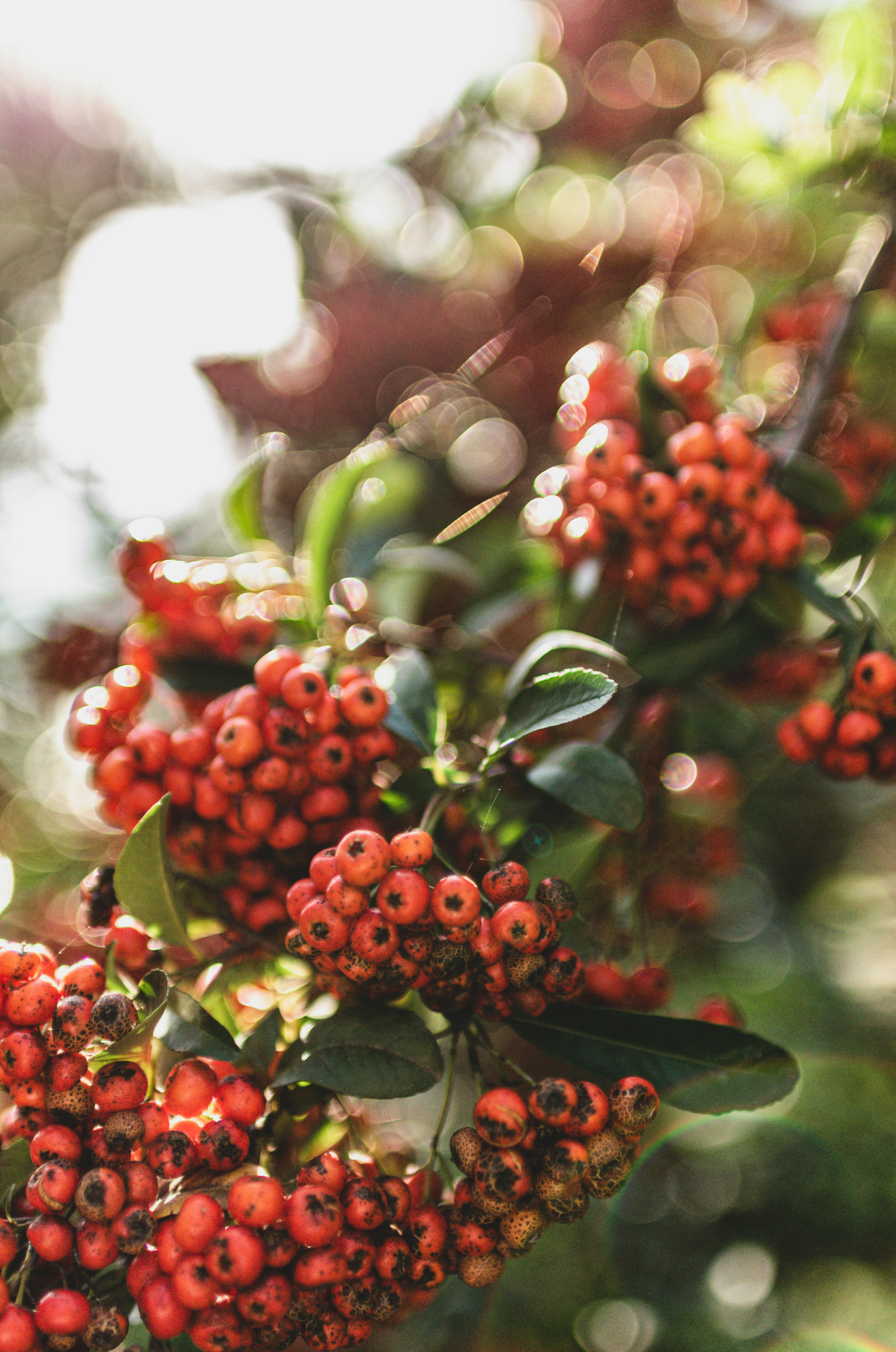 a close-up of some berries