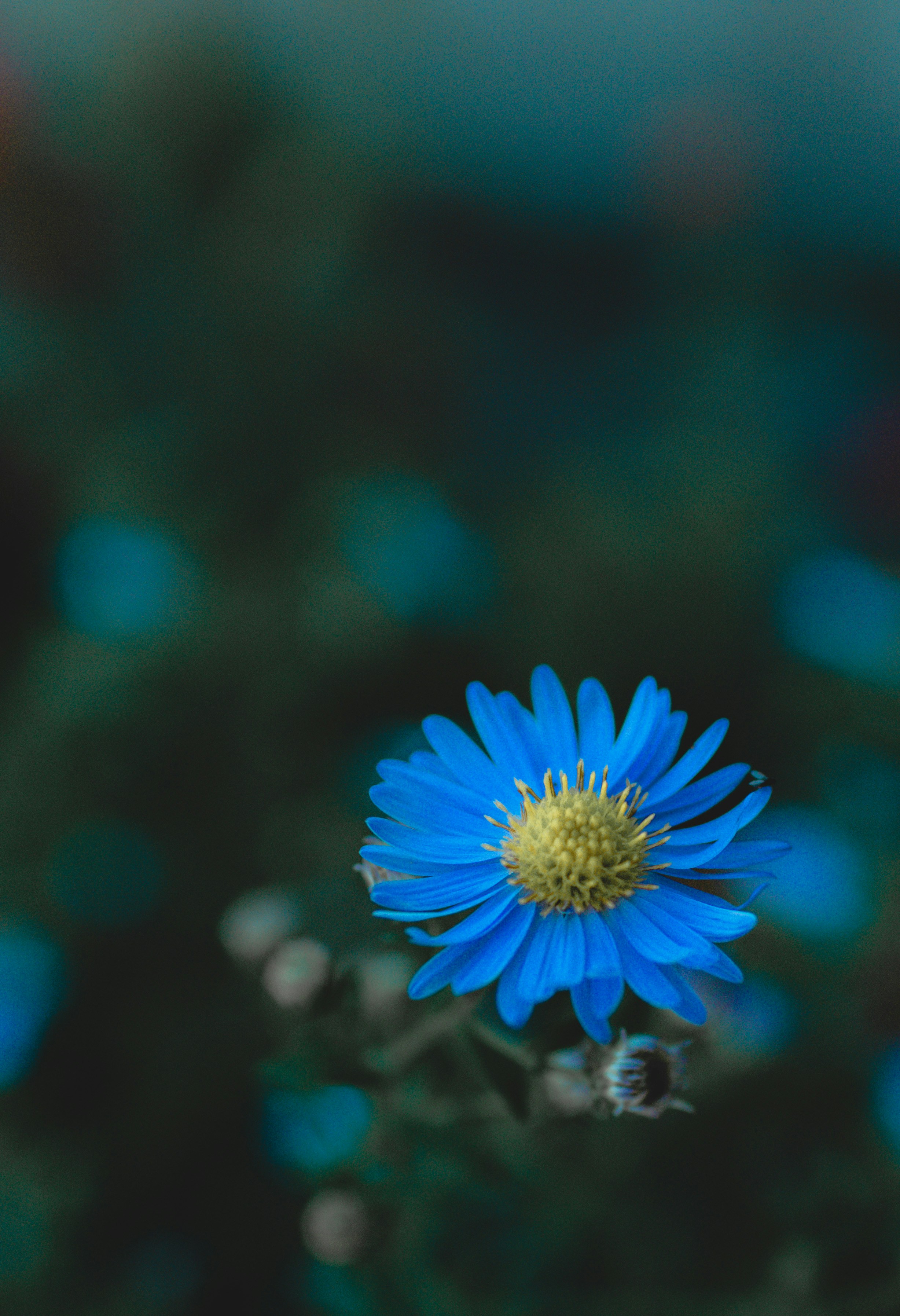 Photo by gamanalice3012