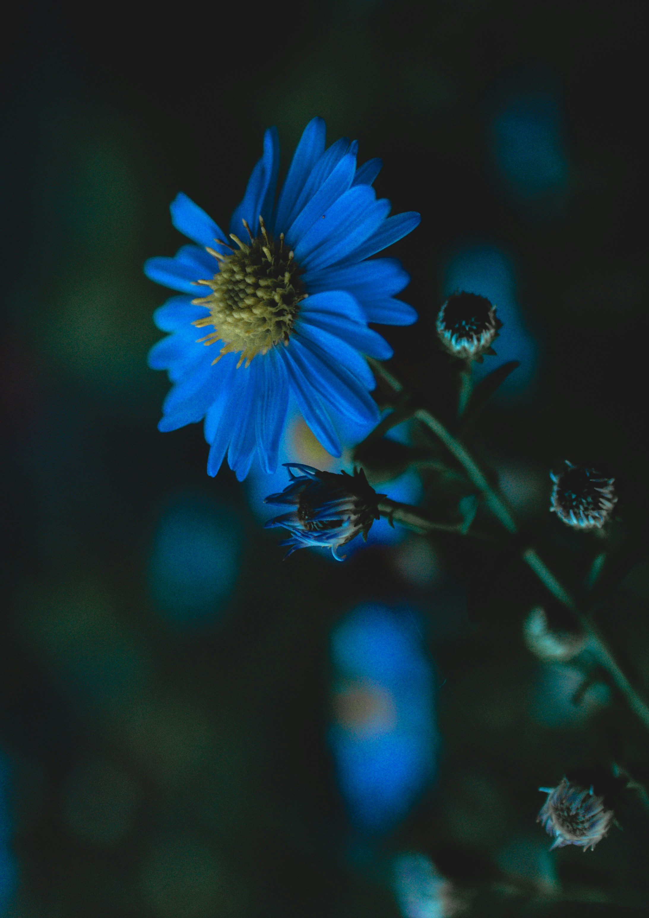 Photo by gamanalice3012