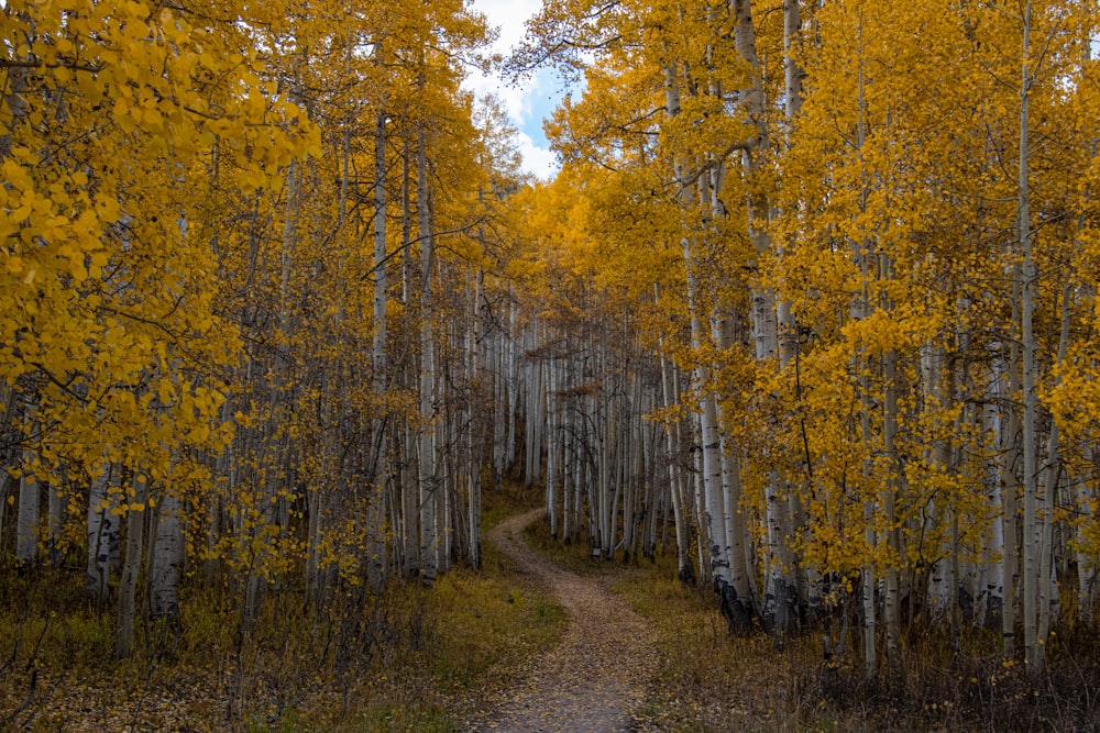 a dirt road surrounded by trees