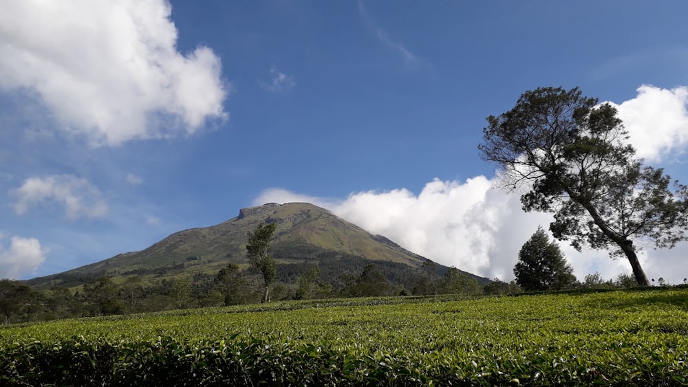 a field of green plants with a mountain in the background