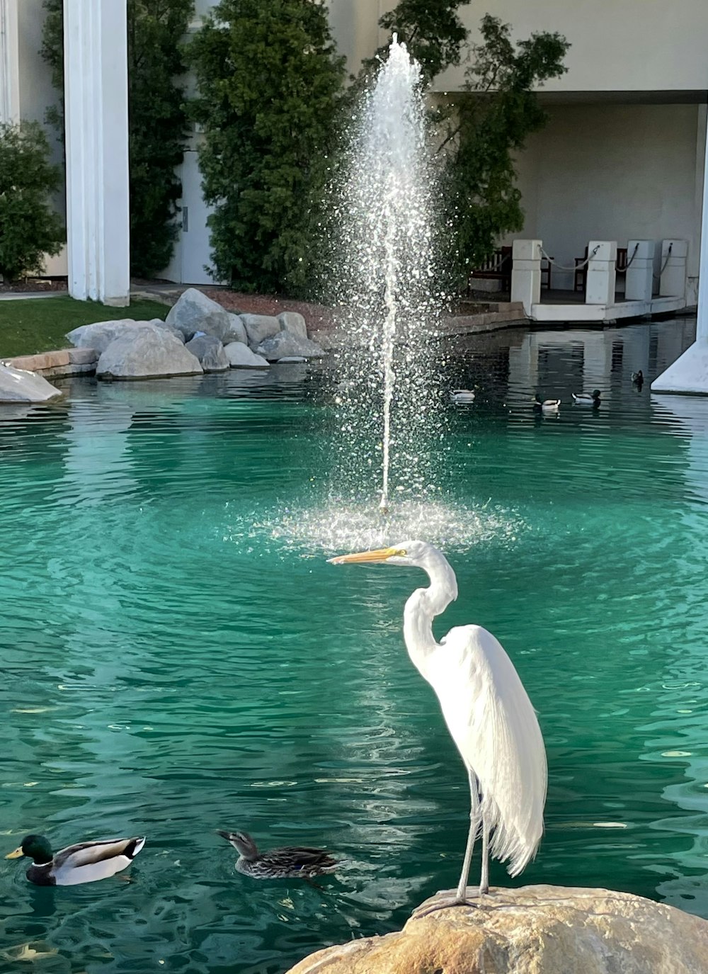 Ein weißer Kran steht im Wasser