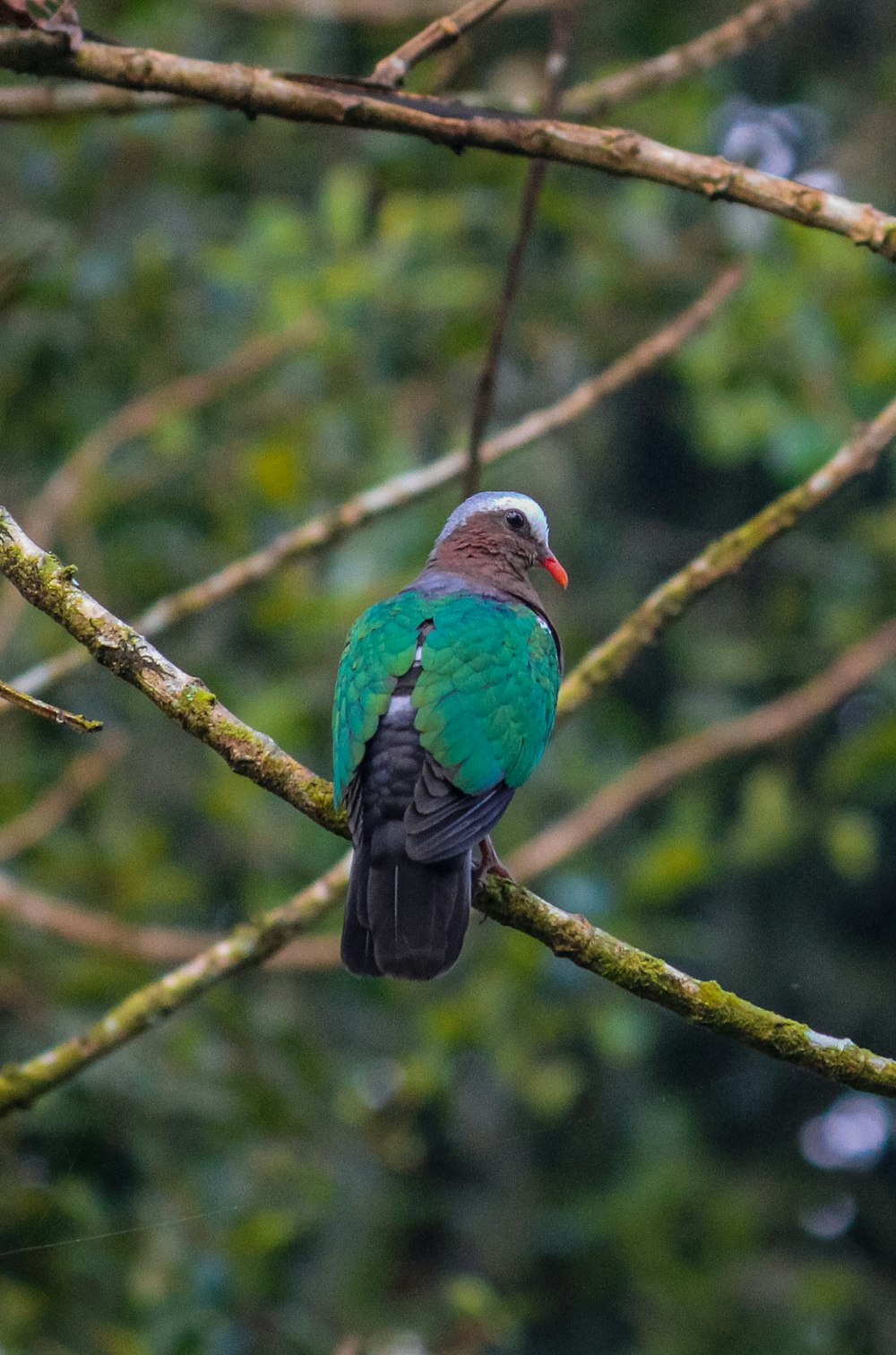 a bird sitting on a branch