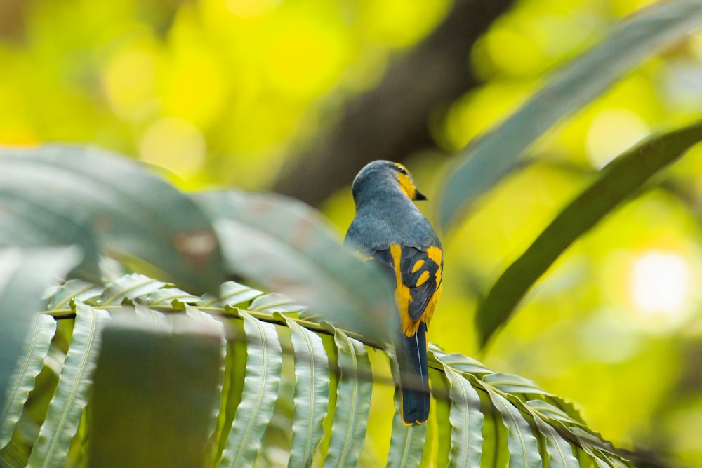 a bird sitting on a leaf