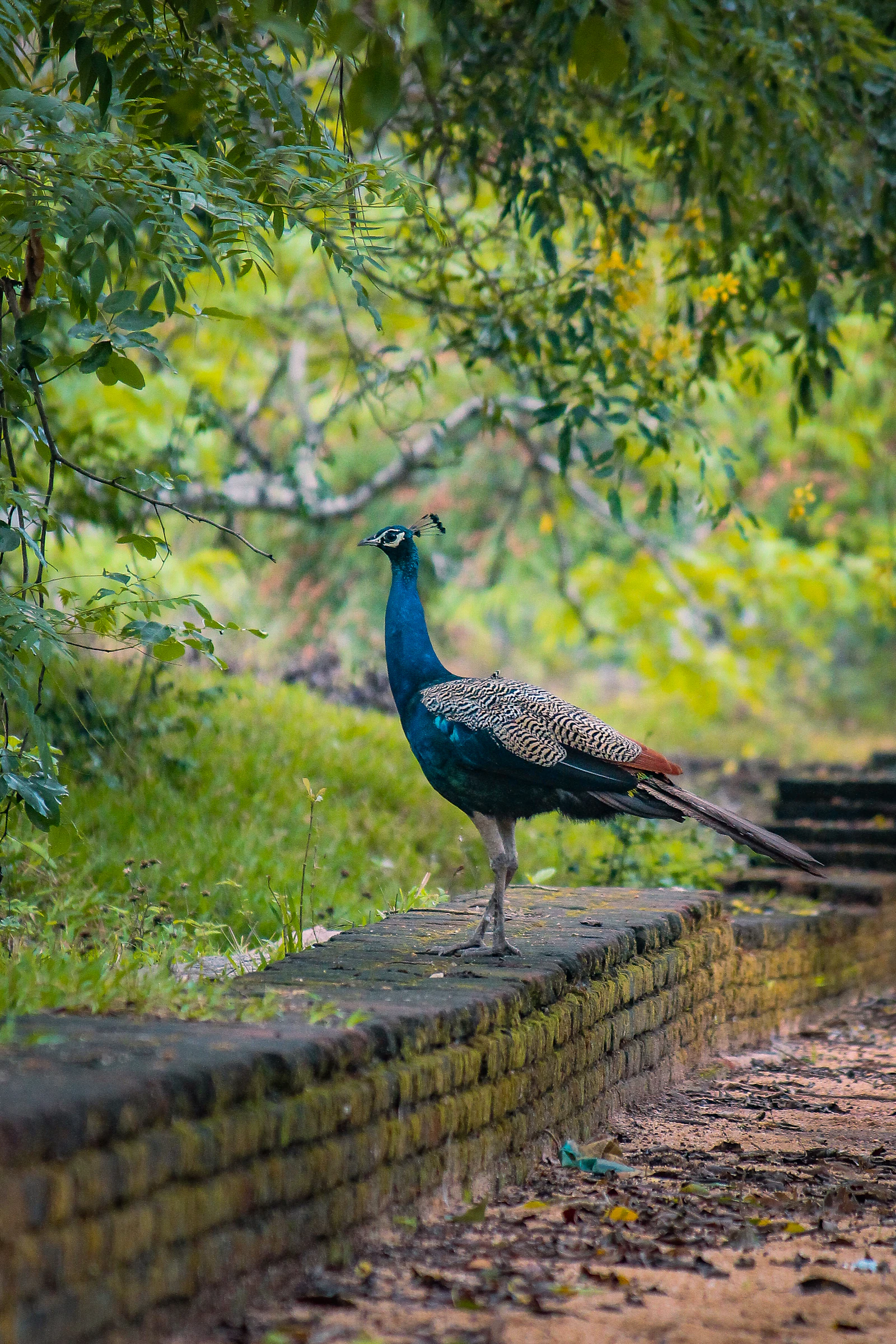 A peacock
