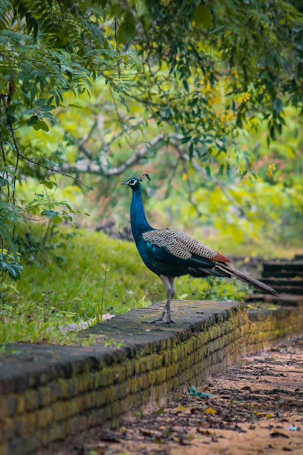 a peacock standing on a ledge