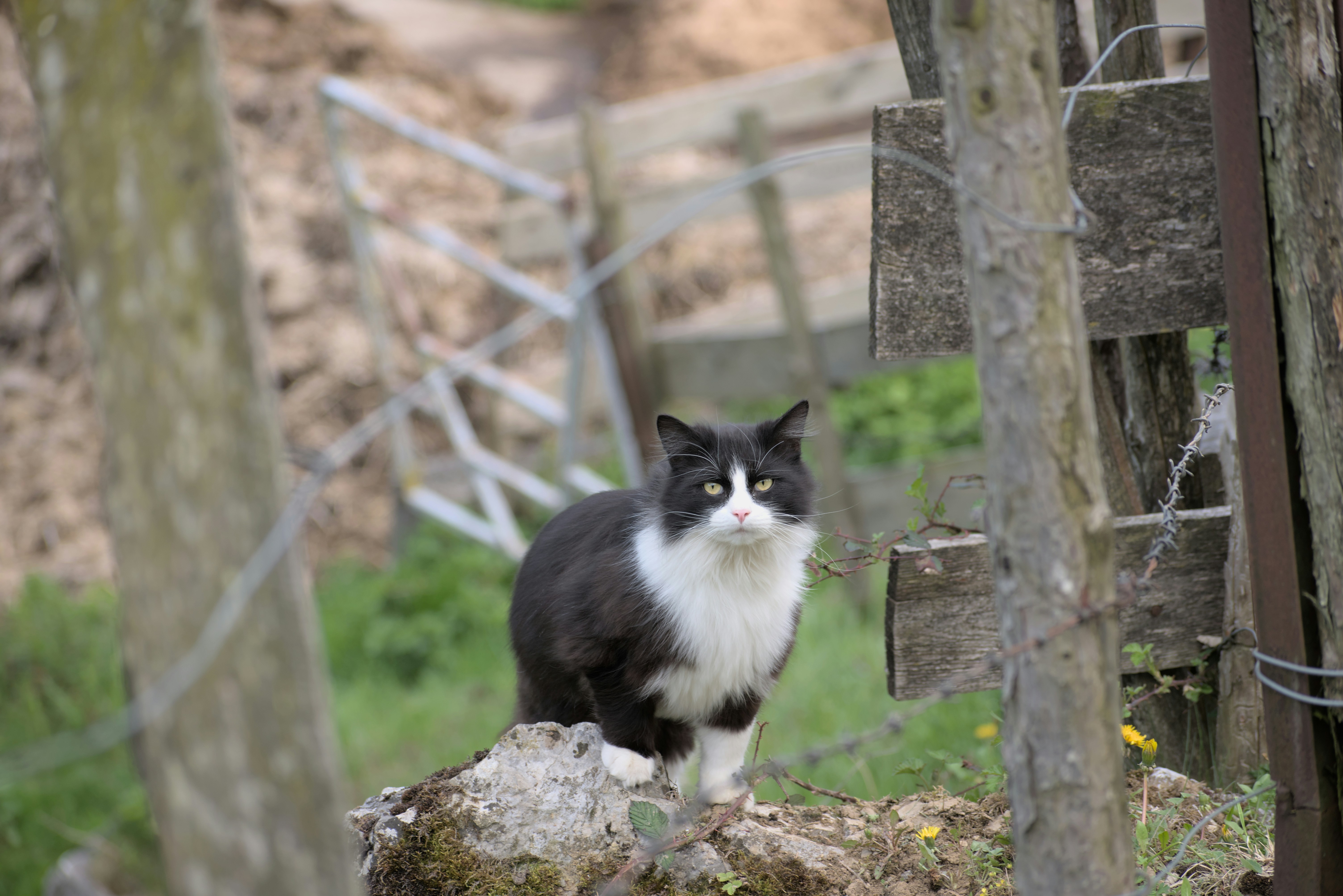 A Purrfect Day at the Farmhouse: Meeting Feathered and Furry Friends! 🐾🏡🌾