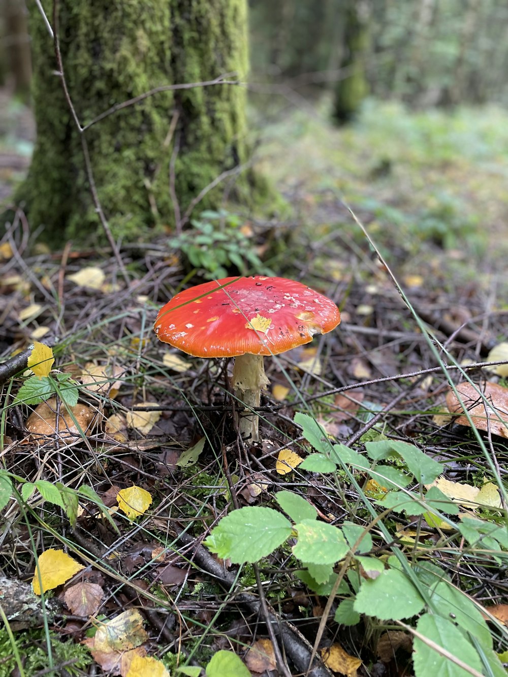 a red mushroom growing in the woods