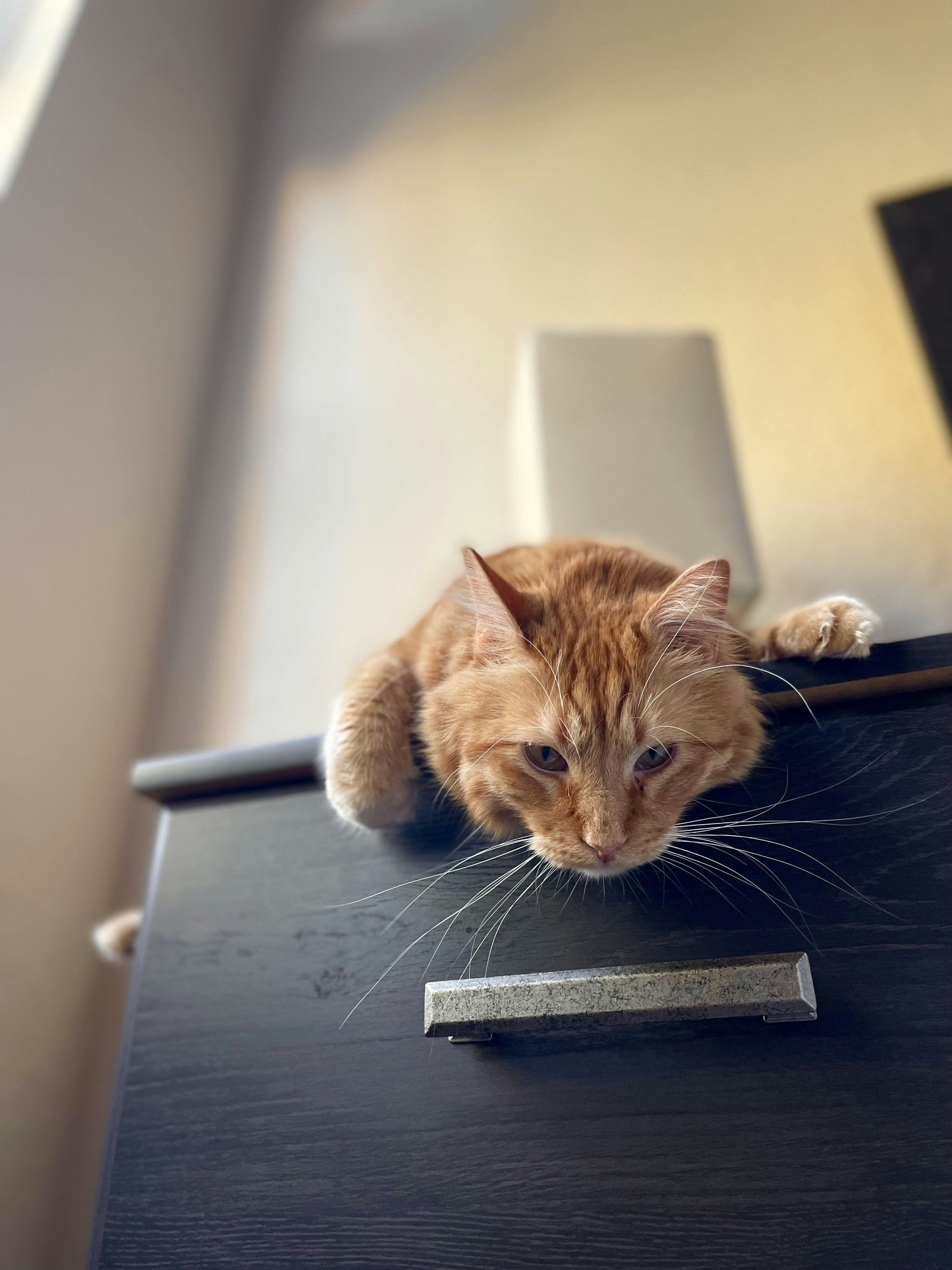 7 Cat Health Tips Using Climbing and Vertical Space