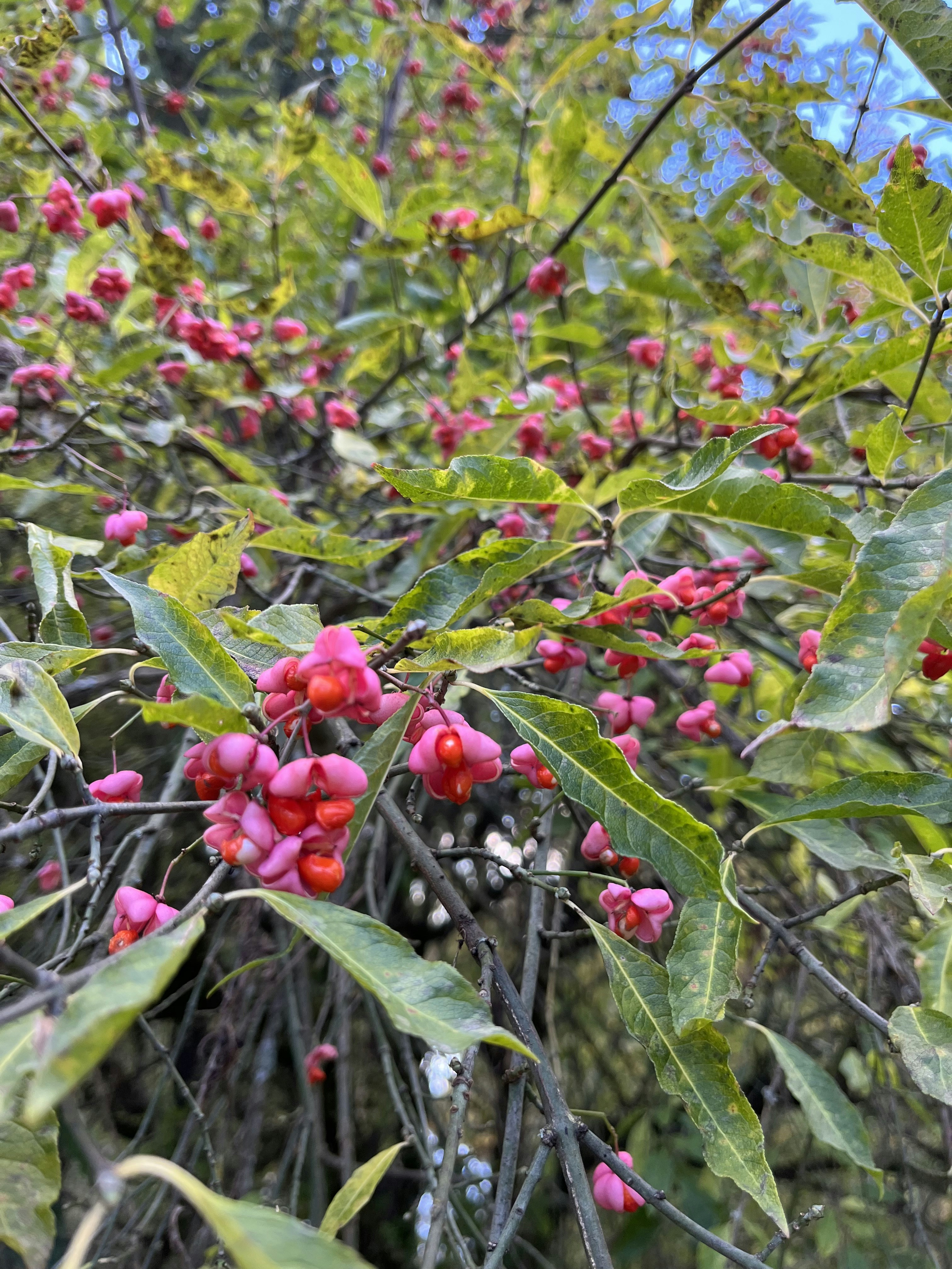 Anyksciai – Natural Environment & Landscapes