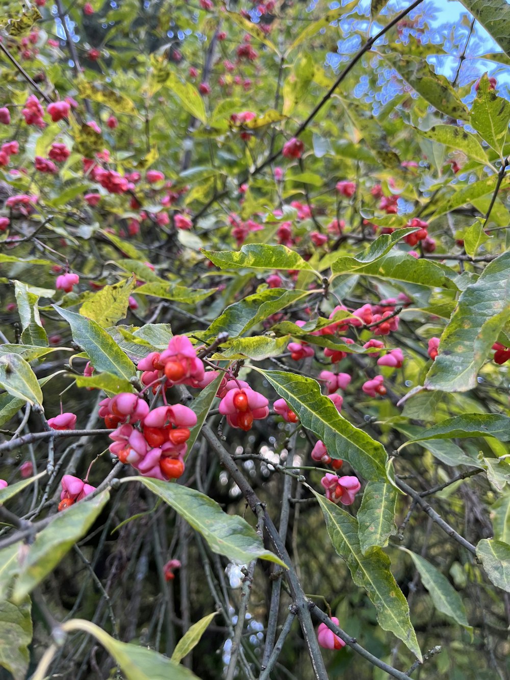 a bush with berries