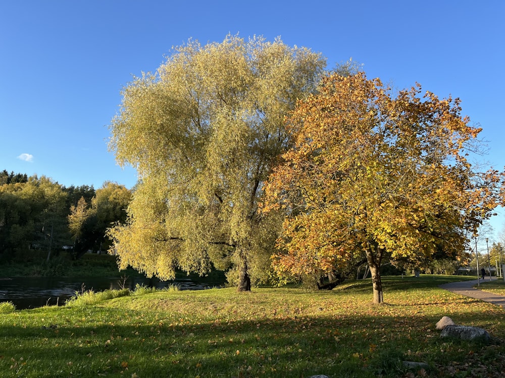 a group of trees in a park