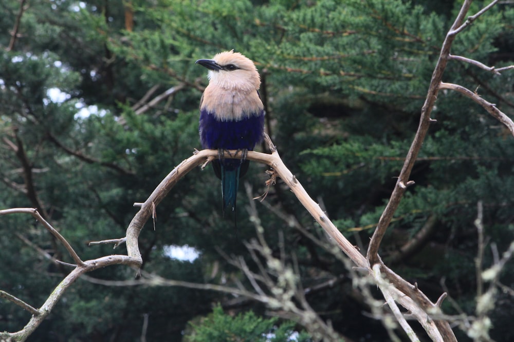 a bird sitting on a tree branch