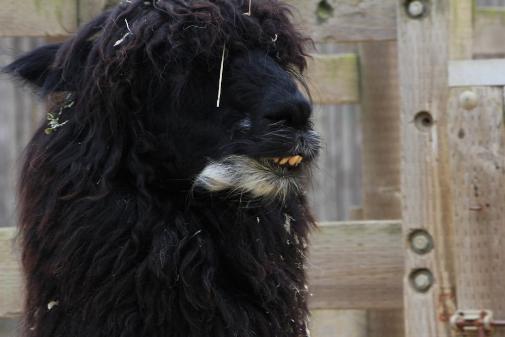 Un chien noir avec un collier blanc