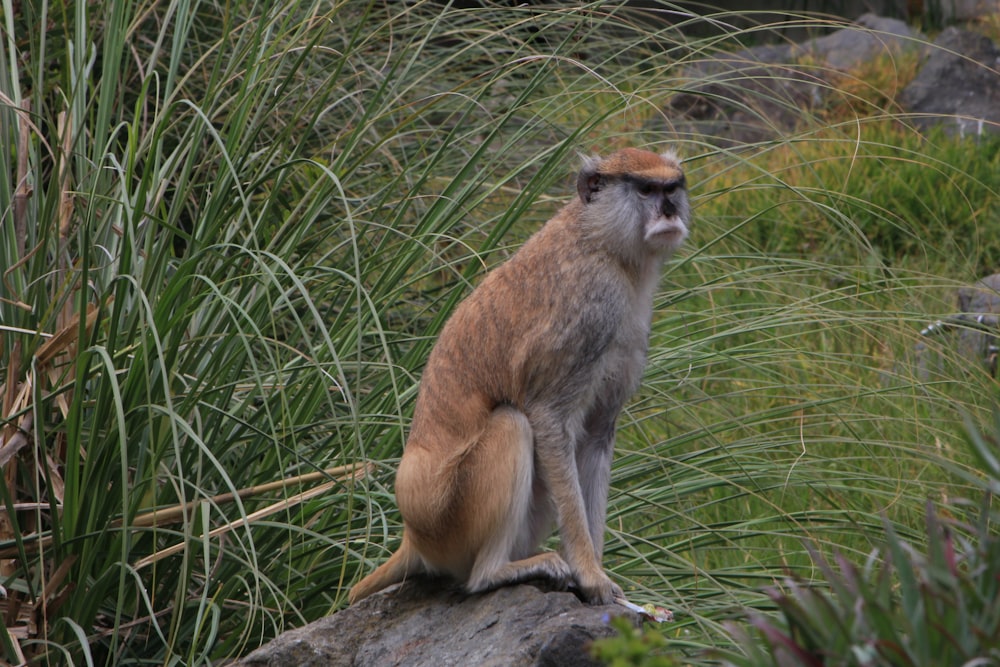 a monkey sitting on a rock