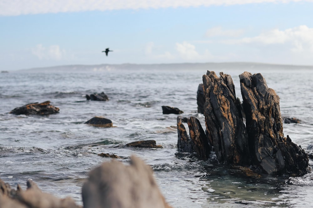 a bird flying over a body of water