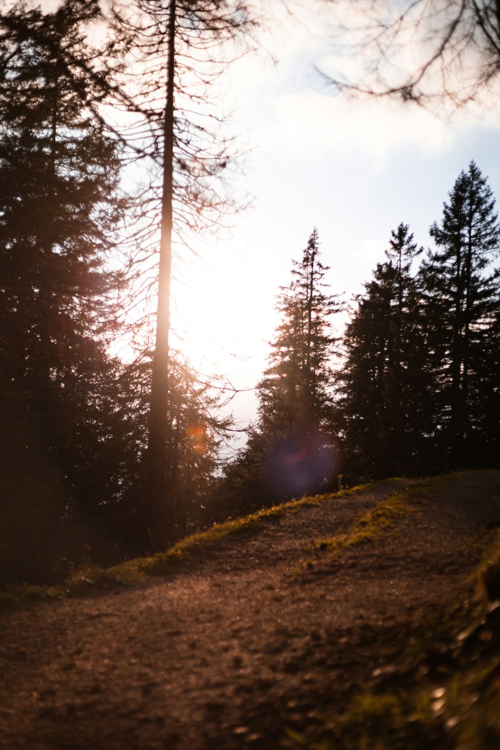 a forest with trees